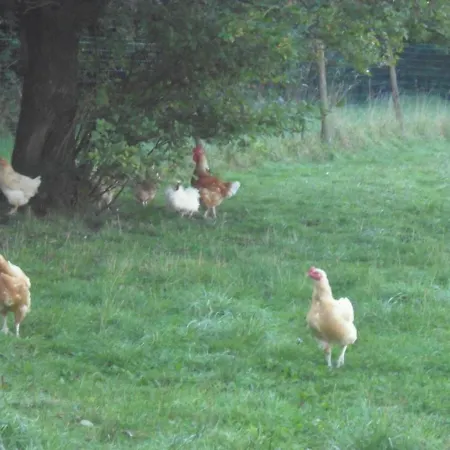 בית נופש Proche Le Touquet : 7 Chambres, Jardin Clos, Jeux D'enfants, Animaux Acceptes - Fr-1-376-94