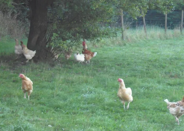 Ferienhaus Proche Le Touquet : 7 Chambres, Jardin Clos, Jeux D'enfants, Animaux Acceptes - Fr-1-376-94 *